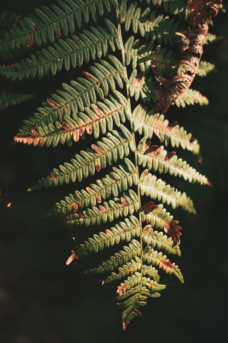 Forest near Alcobaça